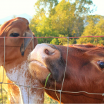 Farmvillestä oikeisiin pitoihin, kun kokkauspeli herättää kulinaristiset taidot